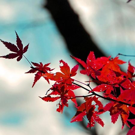 Stay Sakura Kyoto Nijo Seasons Esterno foto