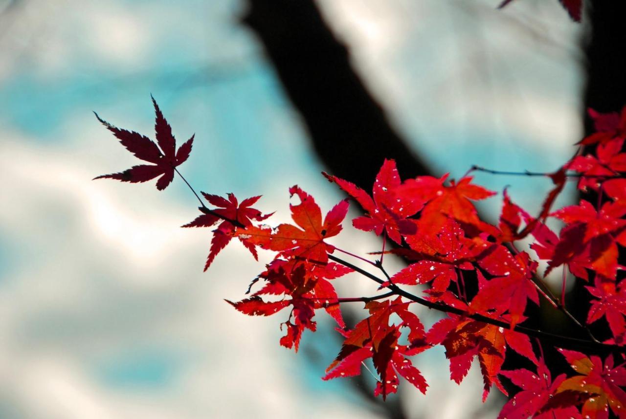 Stay Sakura Kyoto Nijo Seasons Esterno foto